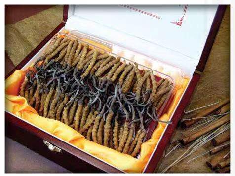 皇姑冬虫夏草回收